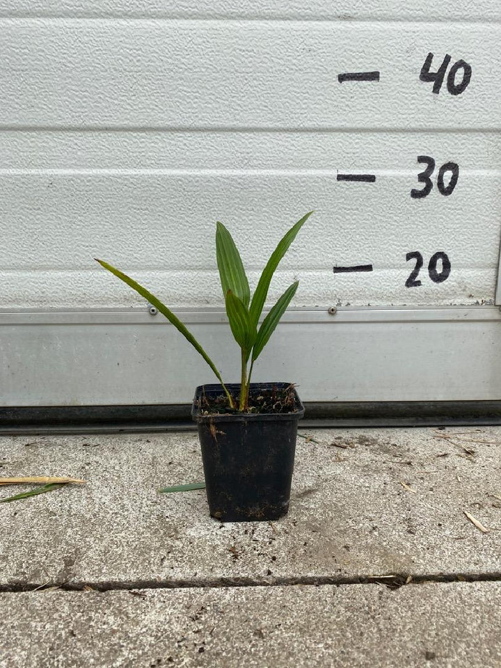 Trachycarpus fortunei - Chinese Henneppalm