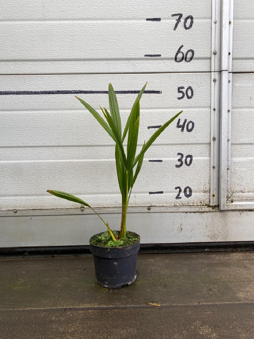 Trachycarpus fortunei - Chinese Henneppalm