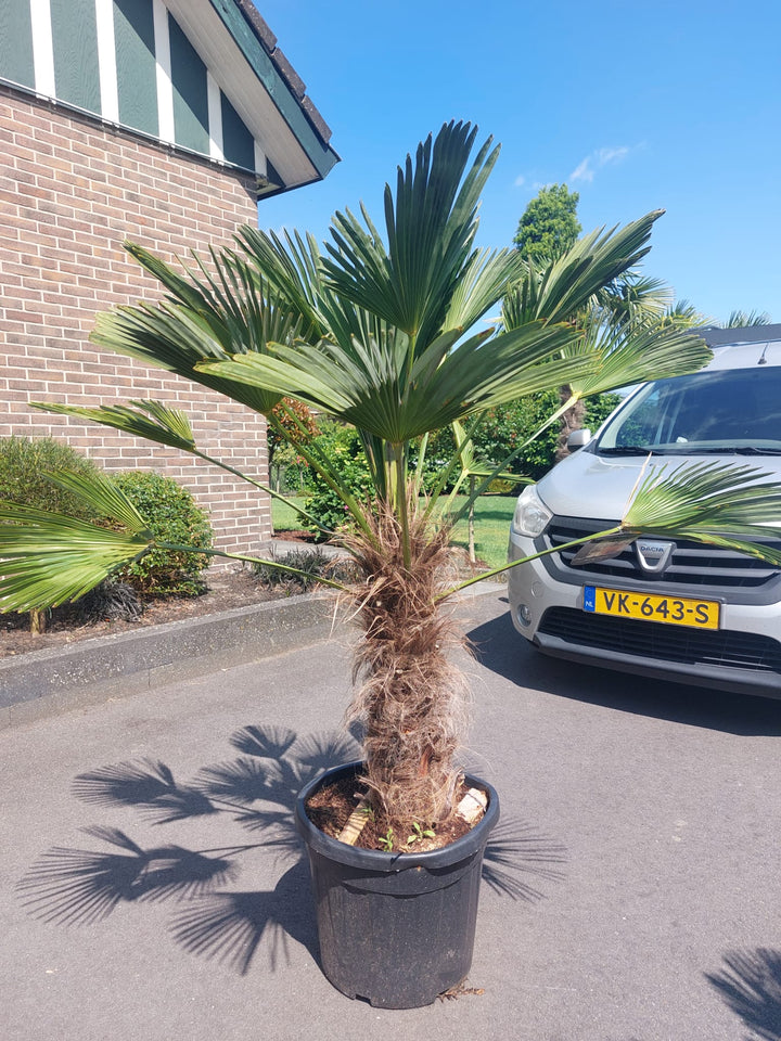 Trachycarpus fortunei 'Wagnerianus'  80-100cm