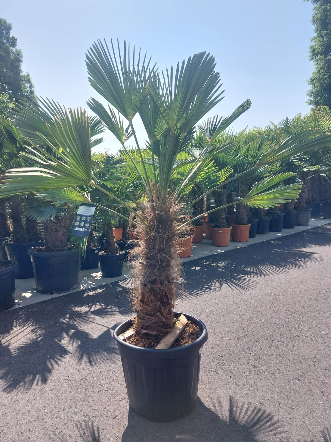 Trachycarpus fortunei 'Wagnerianus'  80-100cm