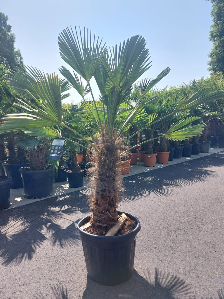 Trachycarpus fortunei 'Wagnerianus'  80-100cm
