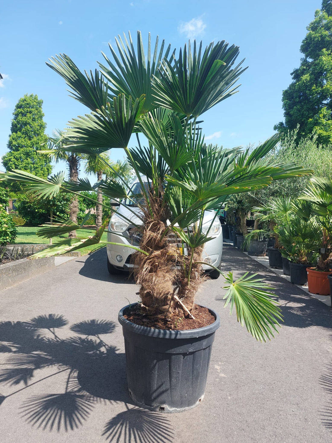 Trachycarpus fortunei 'Wagnerianus' meerstammig 150 centimeter