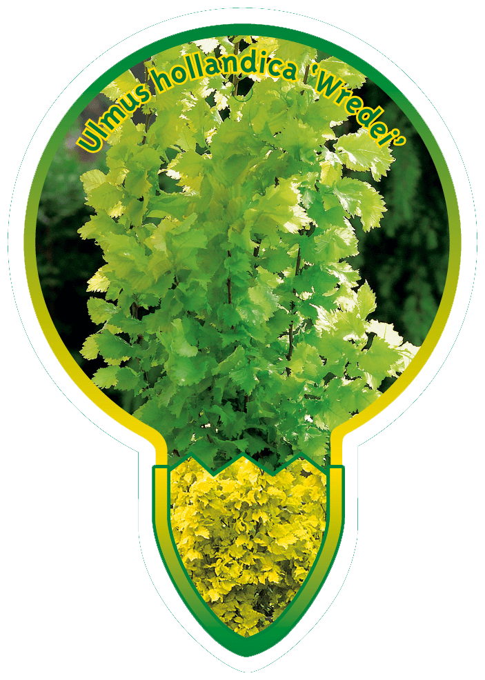 Ulmus hollandica 'Wredei' - Goudiep op stam