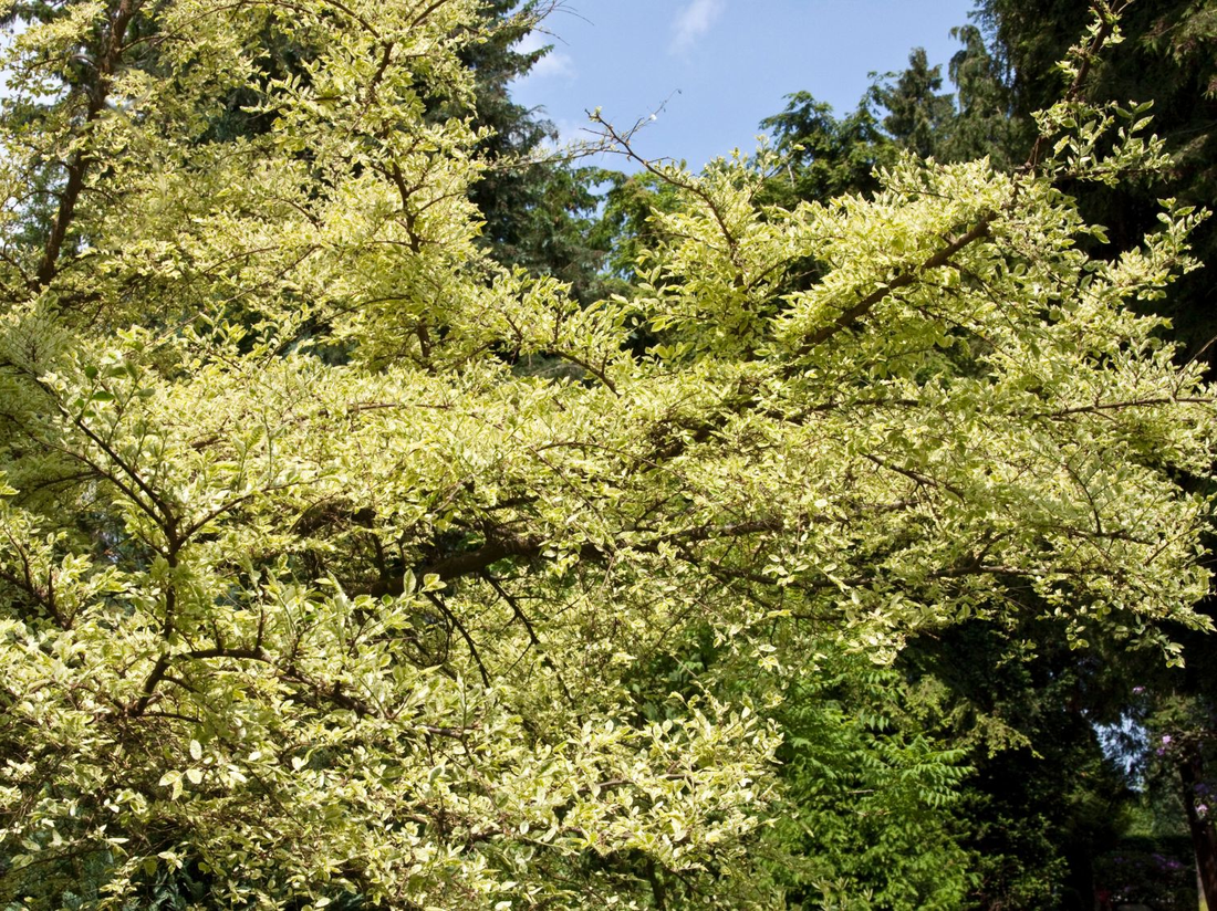 Ulmus parvifolia 'Geisha' - Chinese Iep op stam