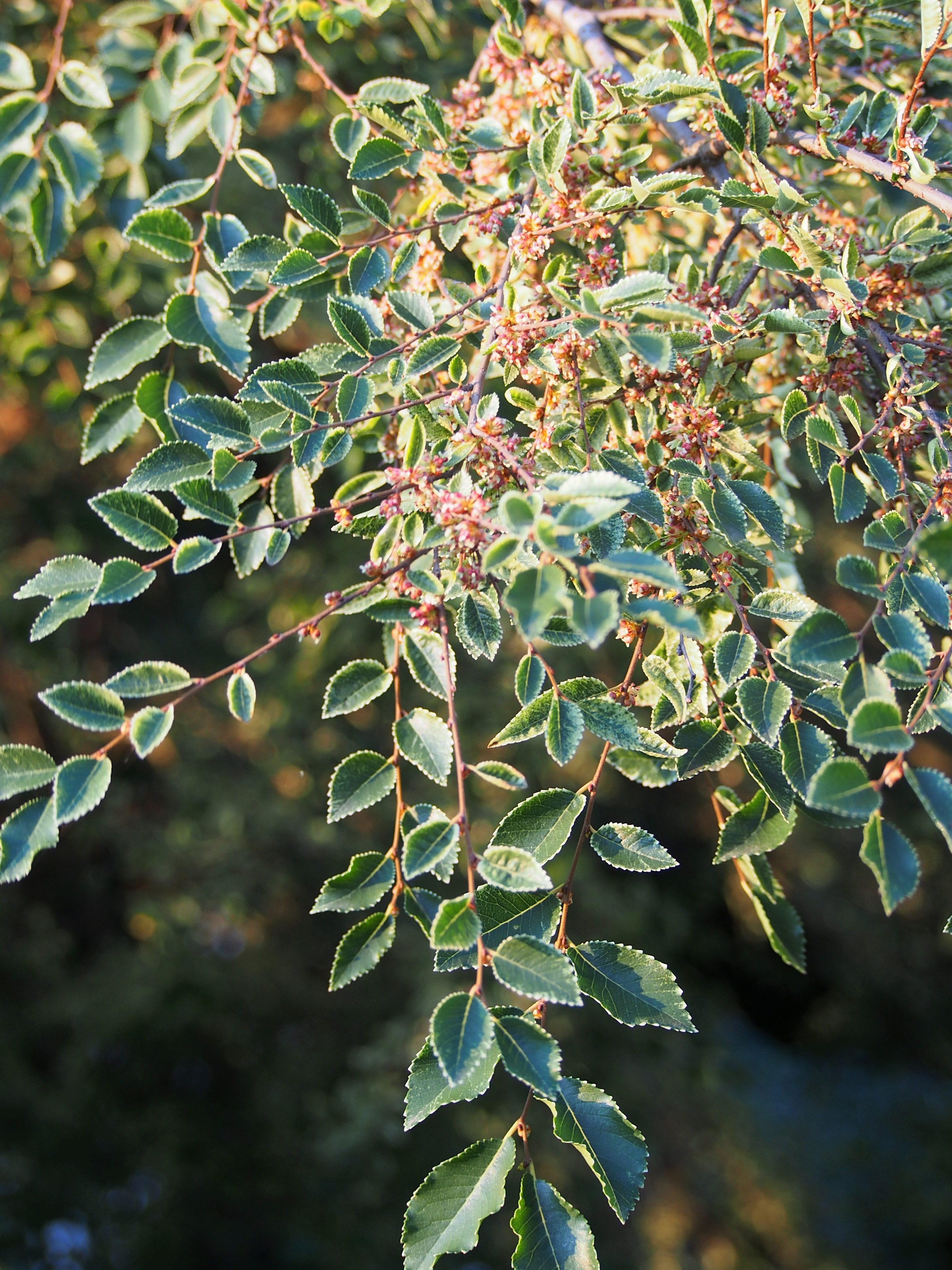 Ulmus parvifolia 'Geisha' - Chinese Iep op stam