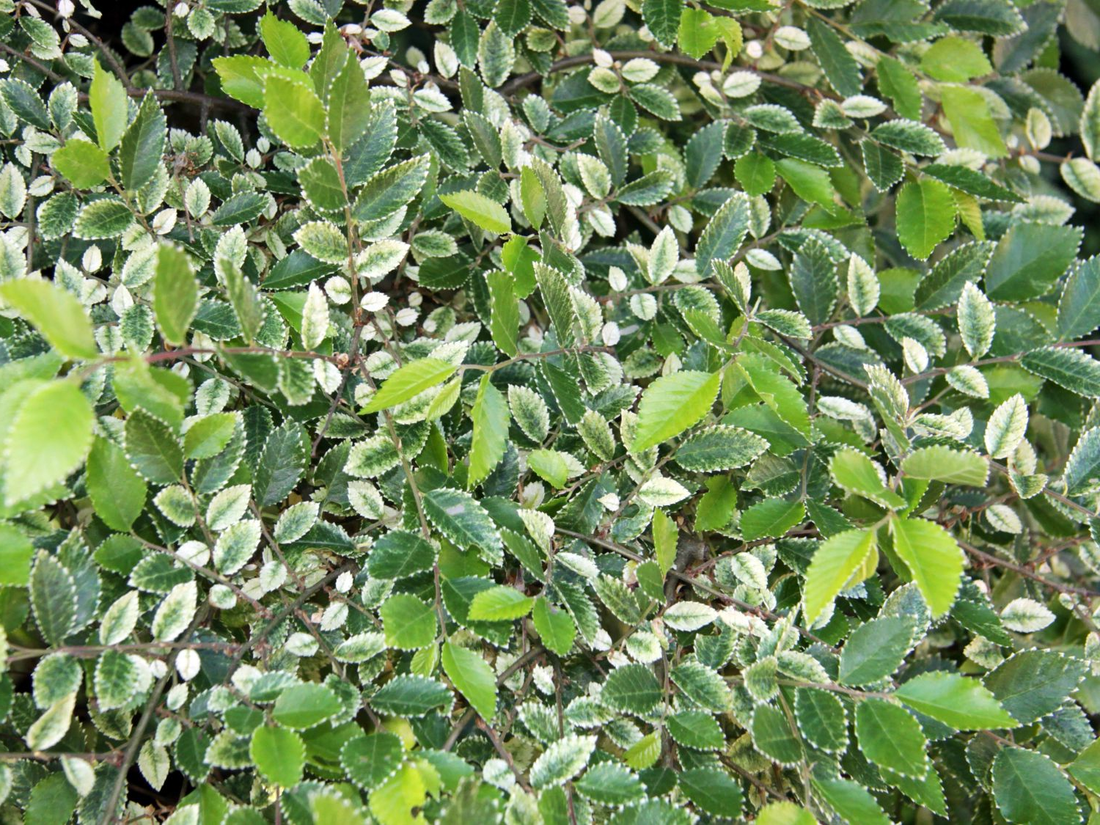 Ulmus parvifolia 'Geisha' - Chinese Iep op stam