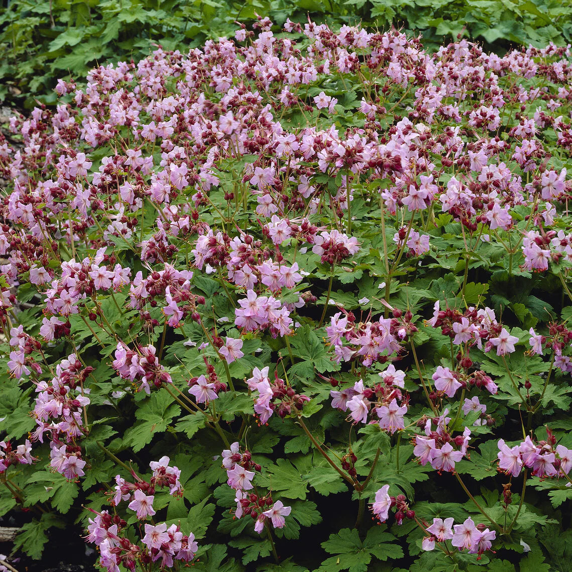 Geranium macrorrhizum 'Ingwersen's Variety' - Ooievaarsbek
