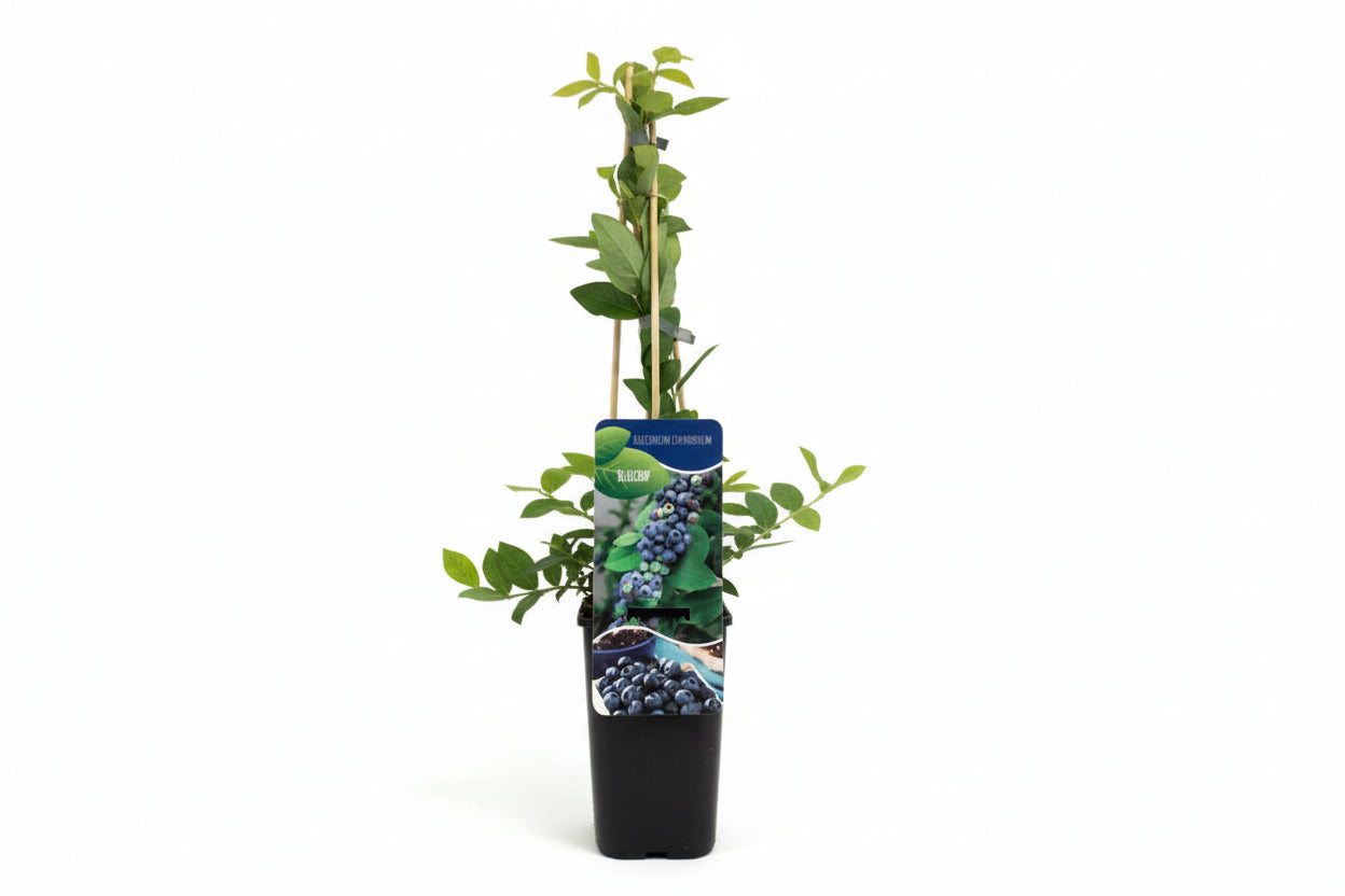 Vaccinium Corymbosum 'Bluecrop' - Blauwe bes