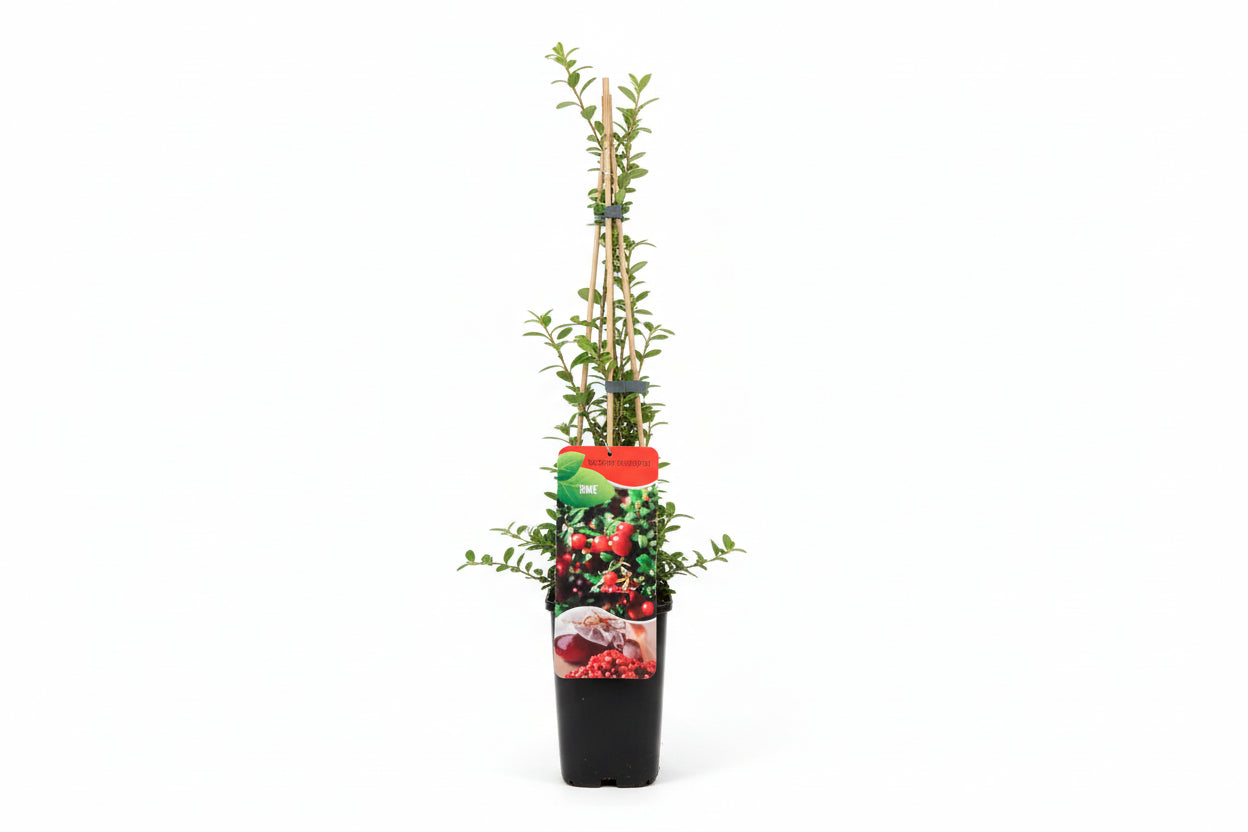 Vaccinium macrocarpon 'Early Black' - Cranberry