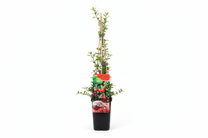 Vaccinium macrocarpon 'Early Black' - Cranberry