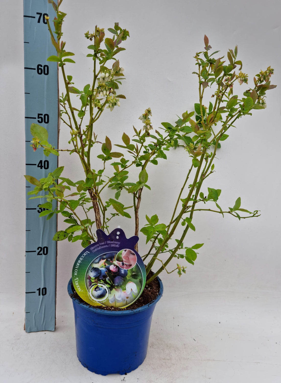 Vaccinium corymbosum Darrow - Blauwe bessen struik