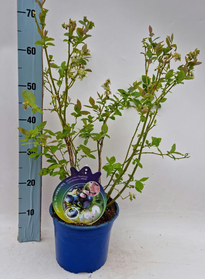 Vaccinium corymbosum Darrow - Blauwe bessen struik