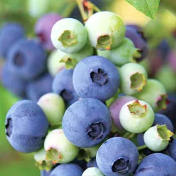 Vaccinium cor. 'Emblue' - Blauwe bosbes