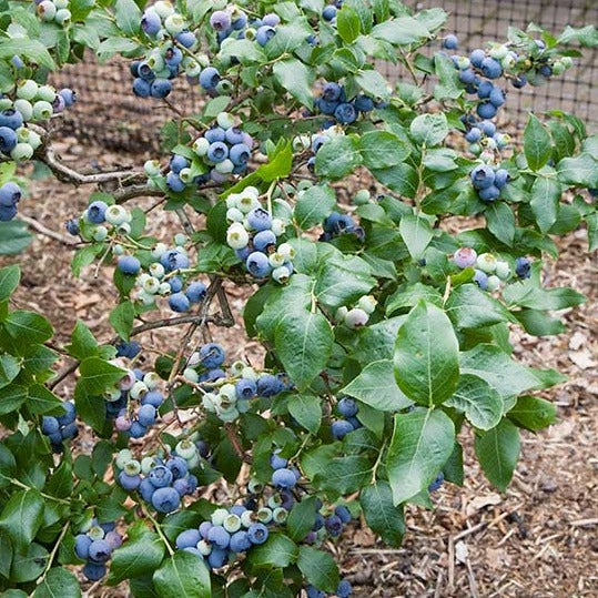 Vaccinium cor. 'Northland' - Blauwe bes