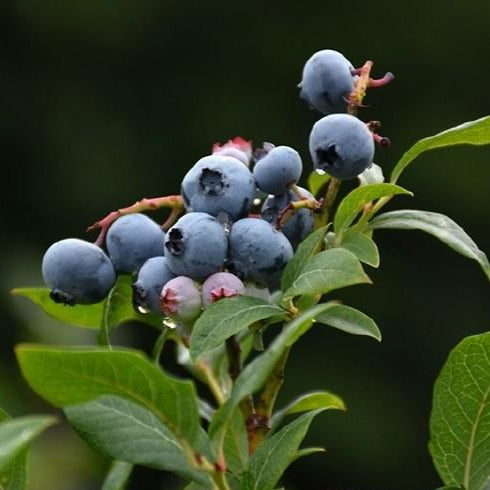 Vaccinium cor. 'Northland' - Blauwe bes