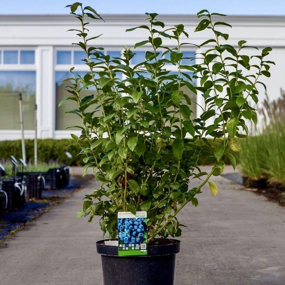 Vaccinium cor. 'Patriot' - Blauwe bes