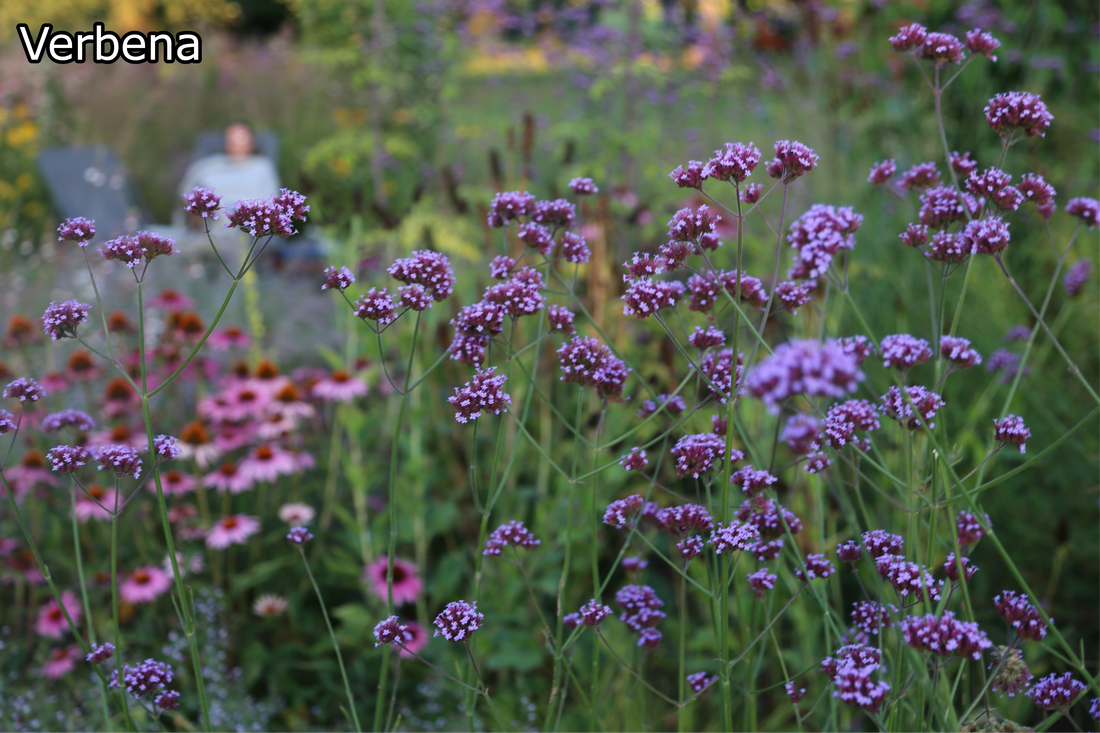 Borderpakket 'Bijen & Vlinders' - 5m² - 50 planten