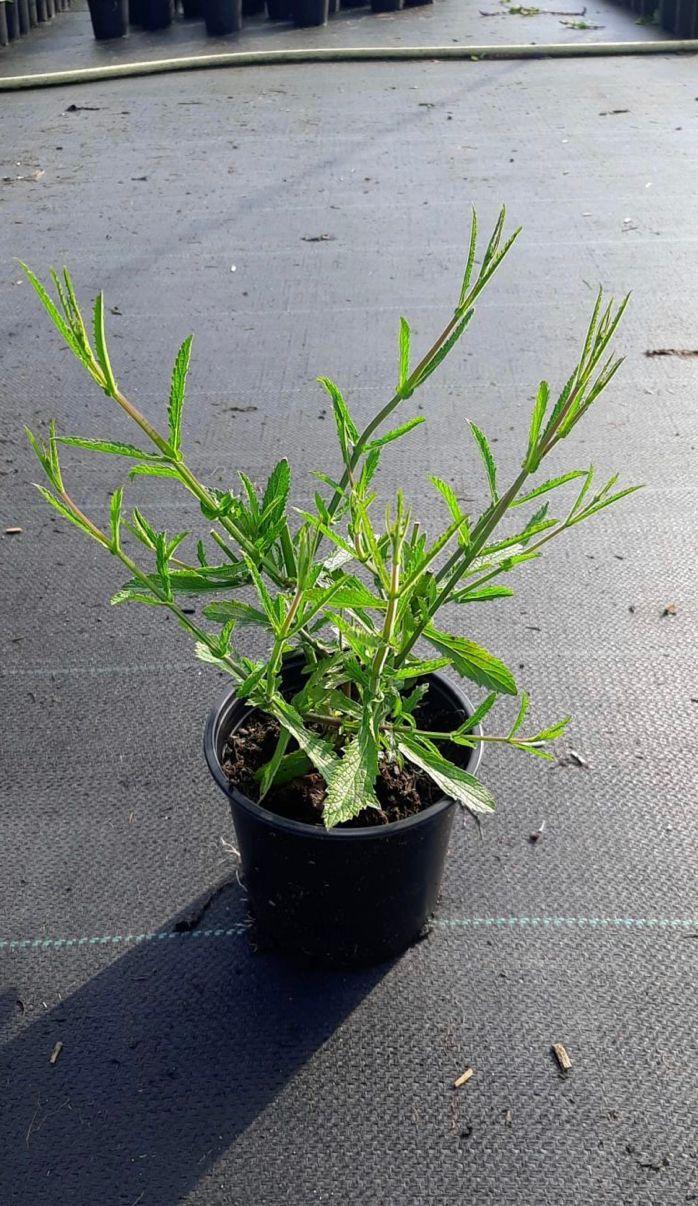 Verbena bonariensis - IJzerhard