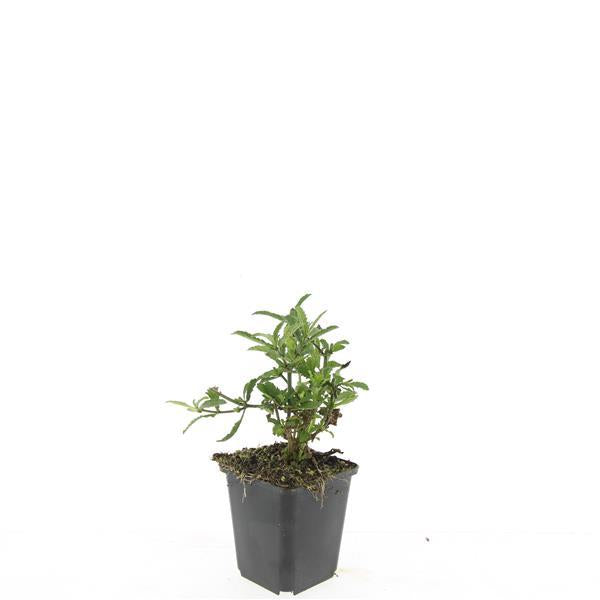 Verbena bonariensis - IJzerhard