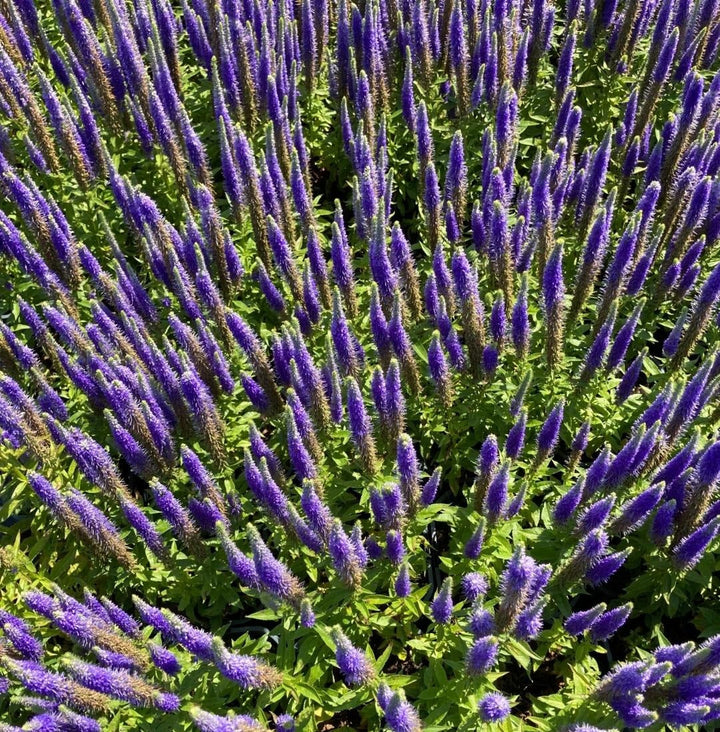 Veronica spicata 'Ulster Dwarf Blue' - Aarereprijs (Ereprijs)