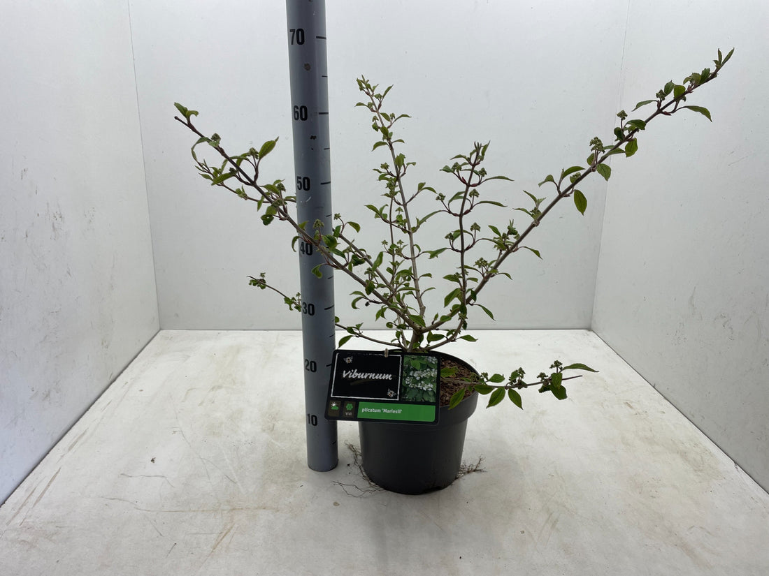 Viburnum plicatum 'Mariesii' - Japanse sneeuwbal