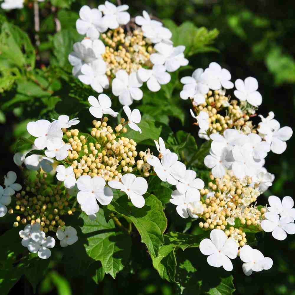 Viburnum opulus - Gelderse Roos Struik in pot