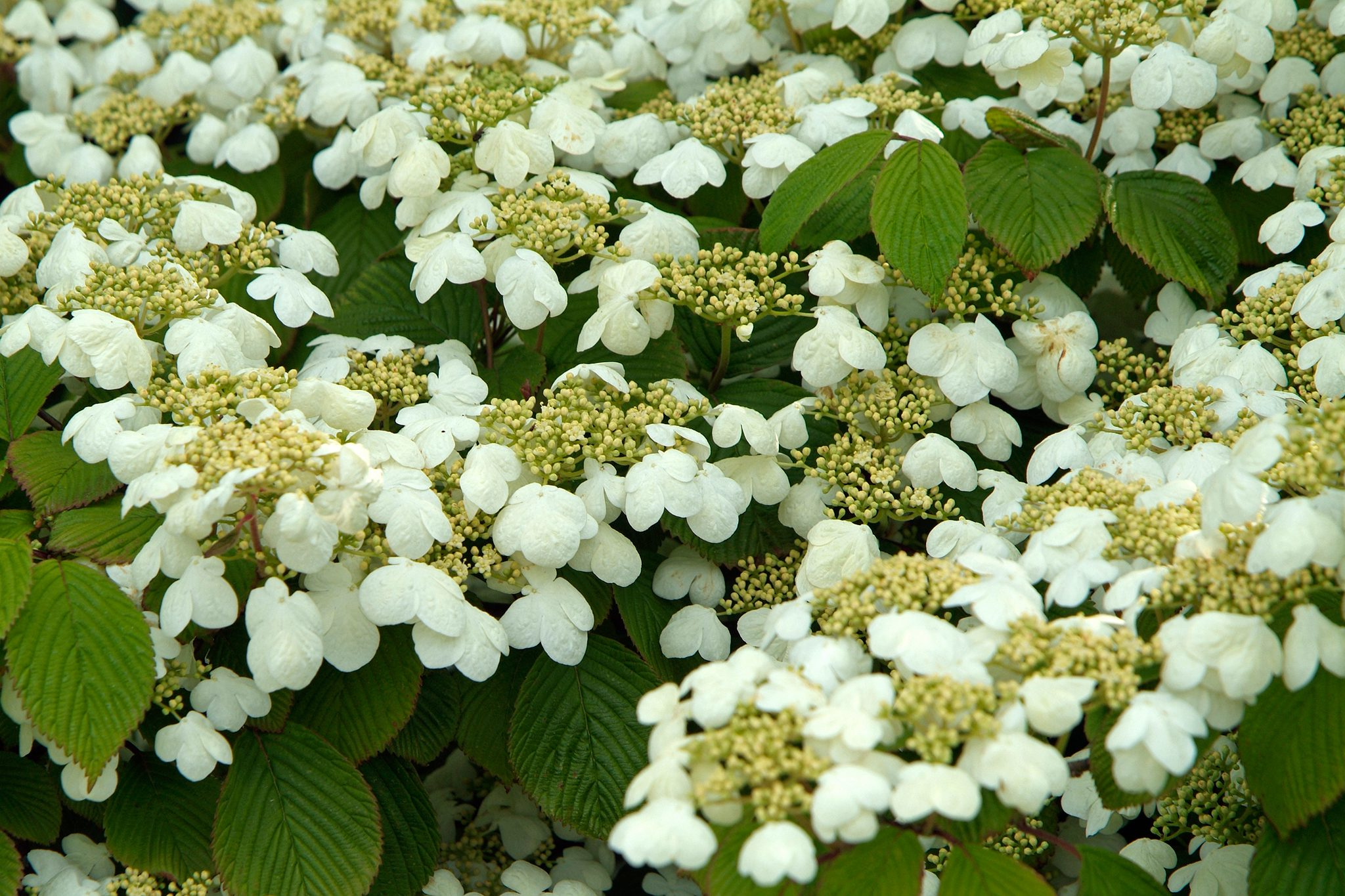 Viburnum plicatum 'Mariesii' - Japanse sneeuwbal