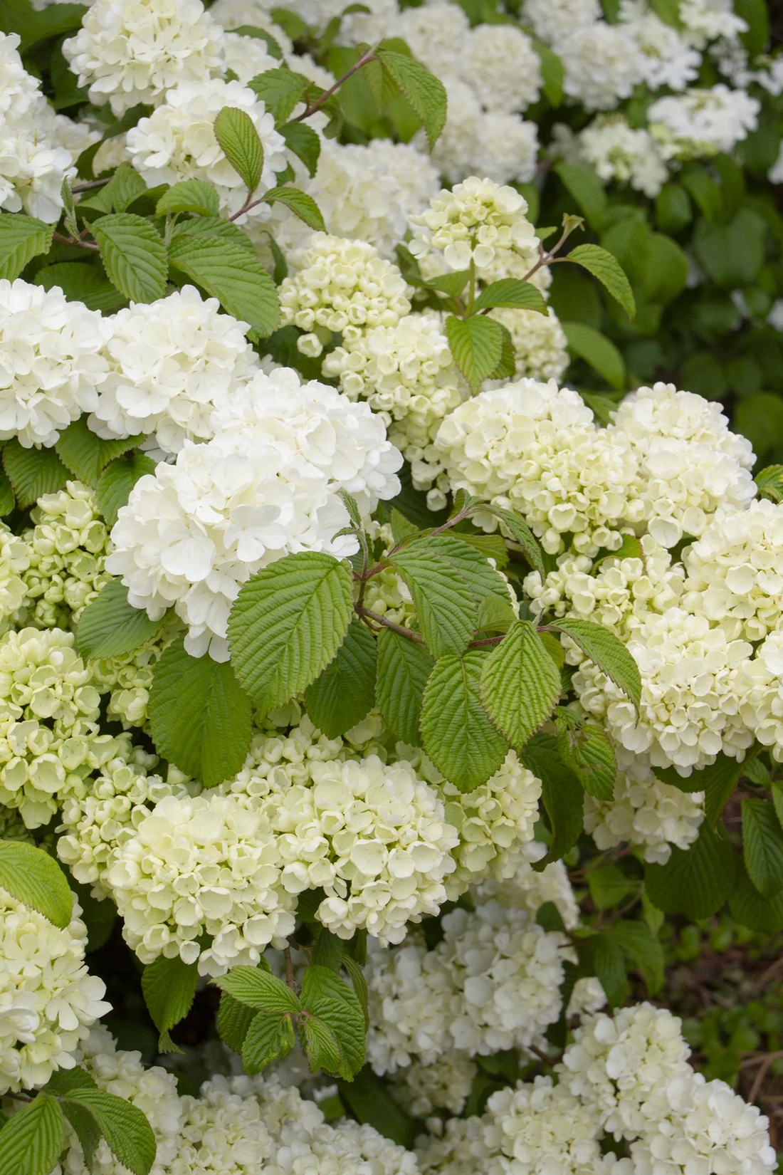 Viburnum plicatum 'Popcorn' - Japanse sneeuwbal