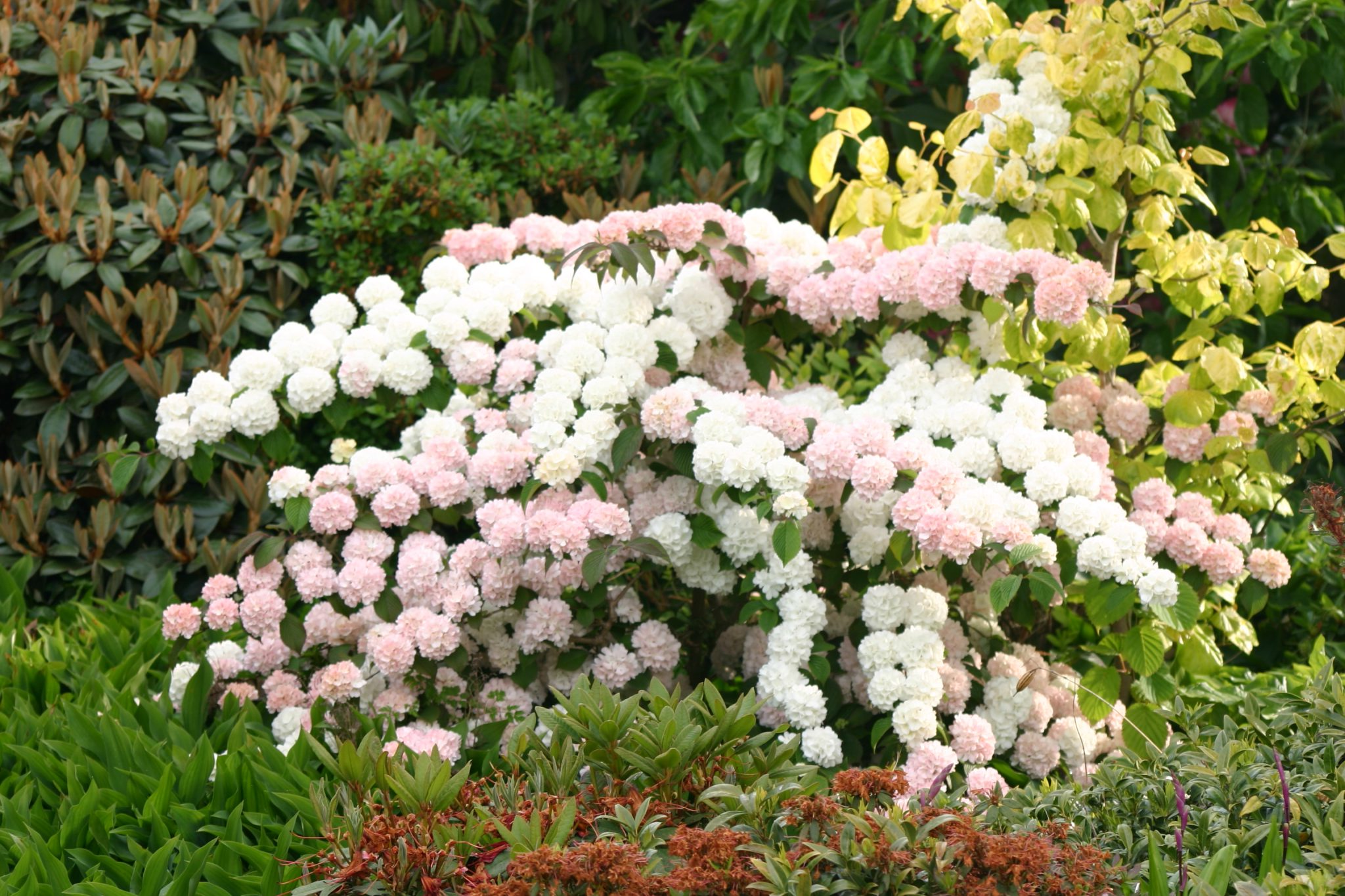 Viburnum plicatum 'Rosace' - Japanse sneeuwbal