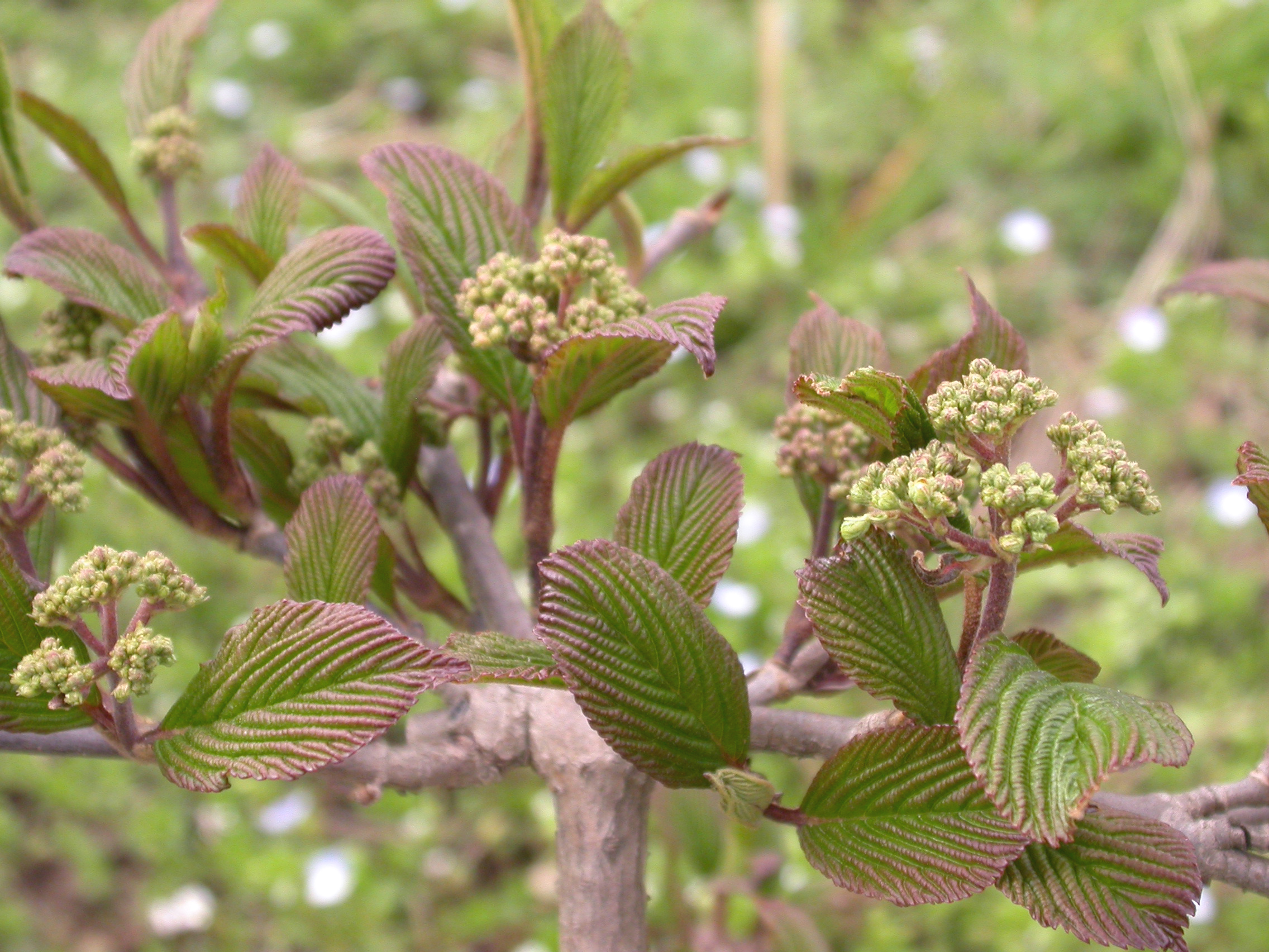 Viburnum plicatum 'Rosace' - Japanse sneeuwbal