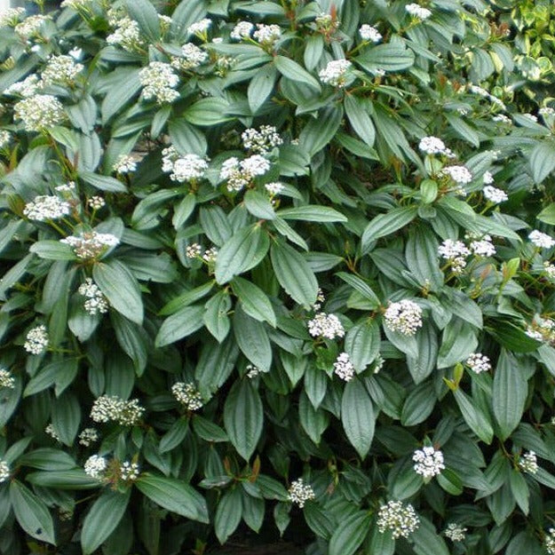 Viburnum davidii - Groenblijvende Sneeuwbal