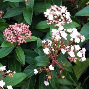 Viburnum tinus 'Eve Price' - Sneeuwbal