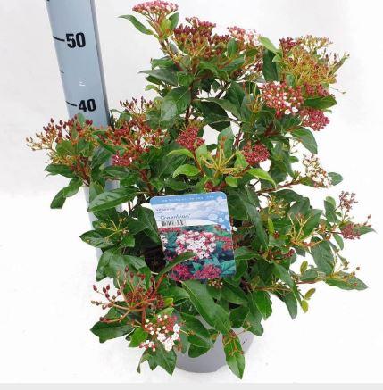 Viburnum tinus 'Gwenllian' - Sneeuwbal