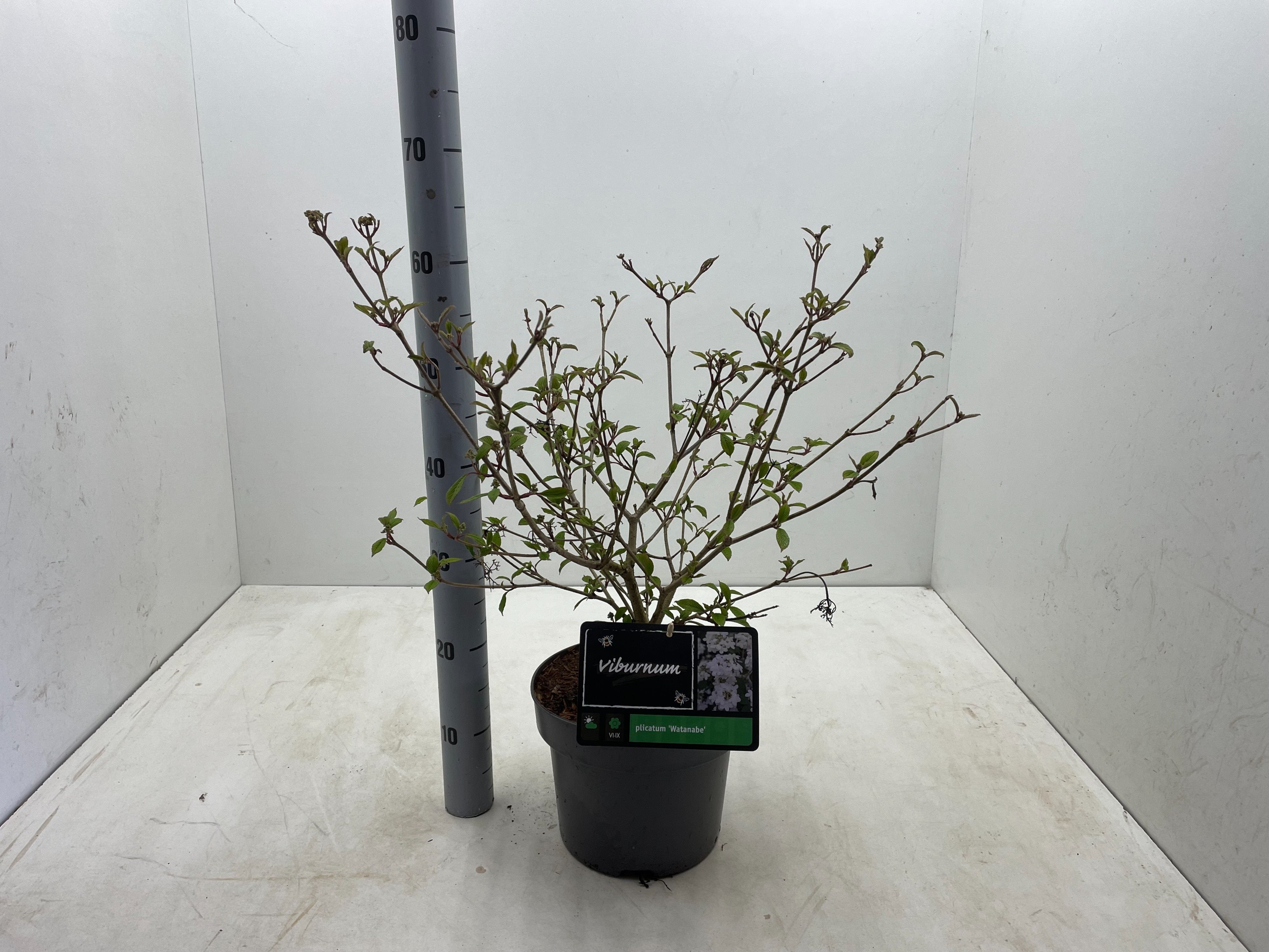 Viburnum plicatum 'Watanabe' - Japanse sneeuwbal