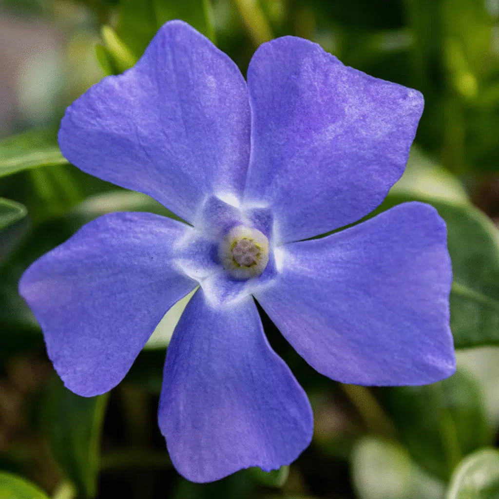 Vinca minor - Kleine Maagdenpalm