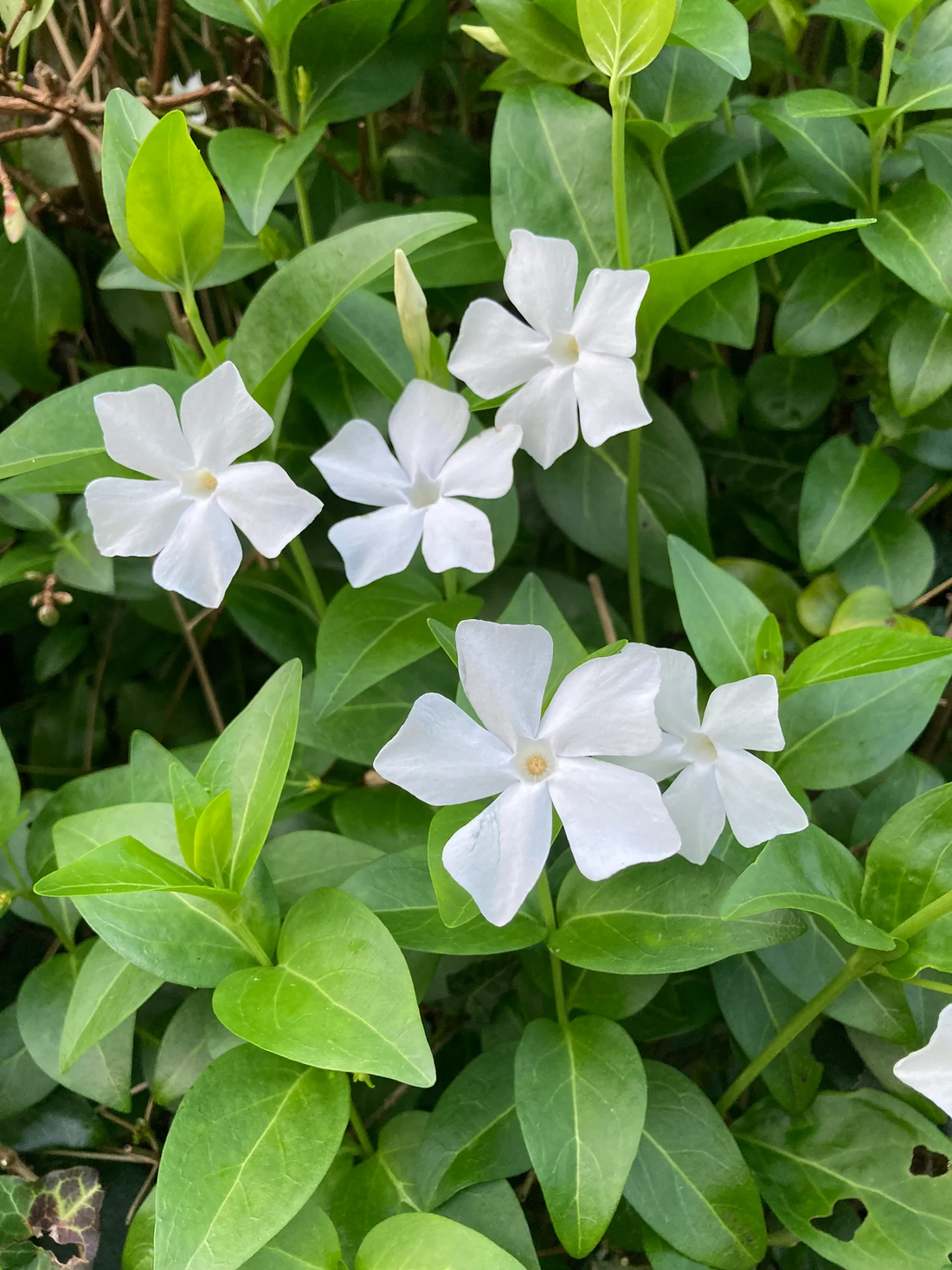 Vinca major 'Alba' - Grote Maagdenpalm