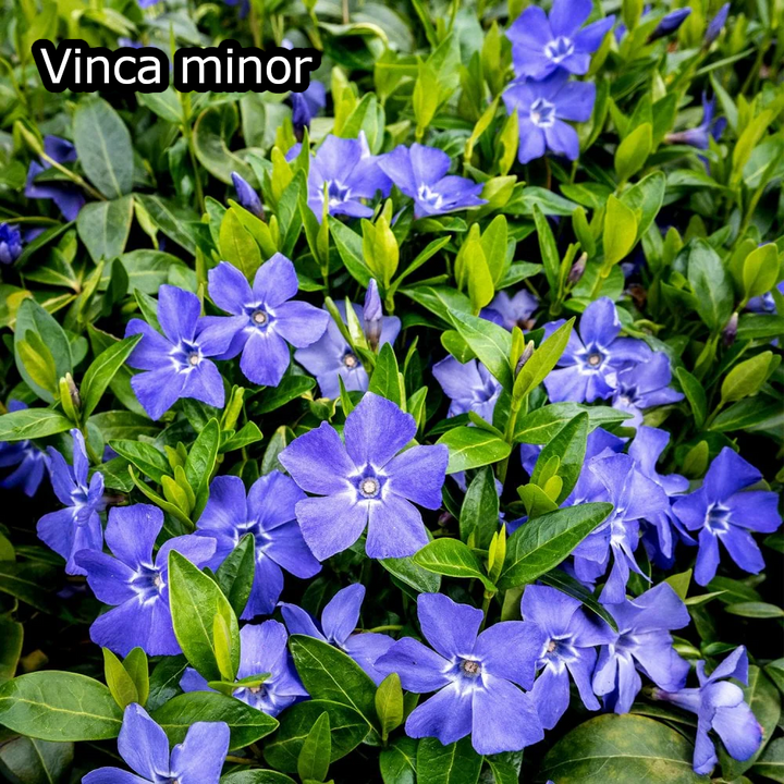 Borderpakket - Vinca 'Kleur' -  6m² - 72 planten