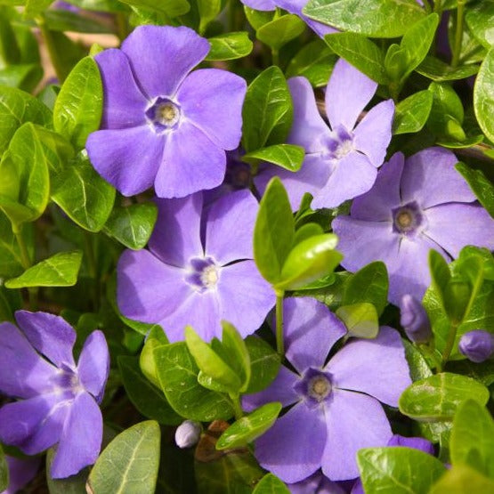 Vinca major - Grote Maagdenpalm