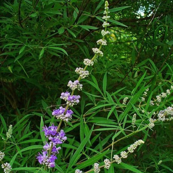 Vitex agnus-castus - Monnikenpeper