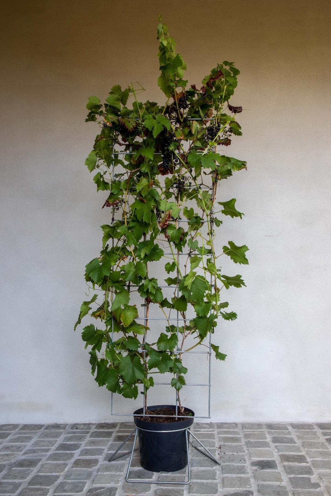 Vitis 'Boskoop Glory' - Blauwe druif - Haagelement