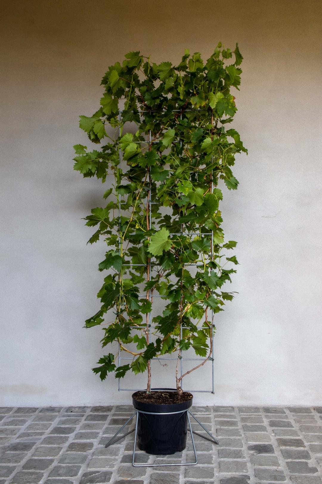 Vitis 'Vroege van der Laan' - Witte druif - Haagelement