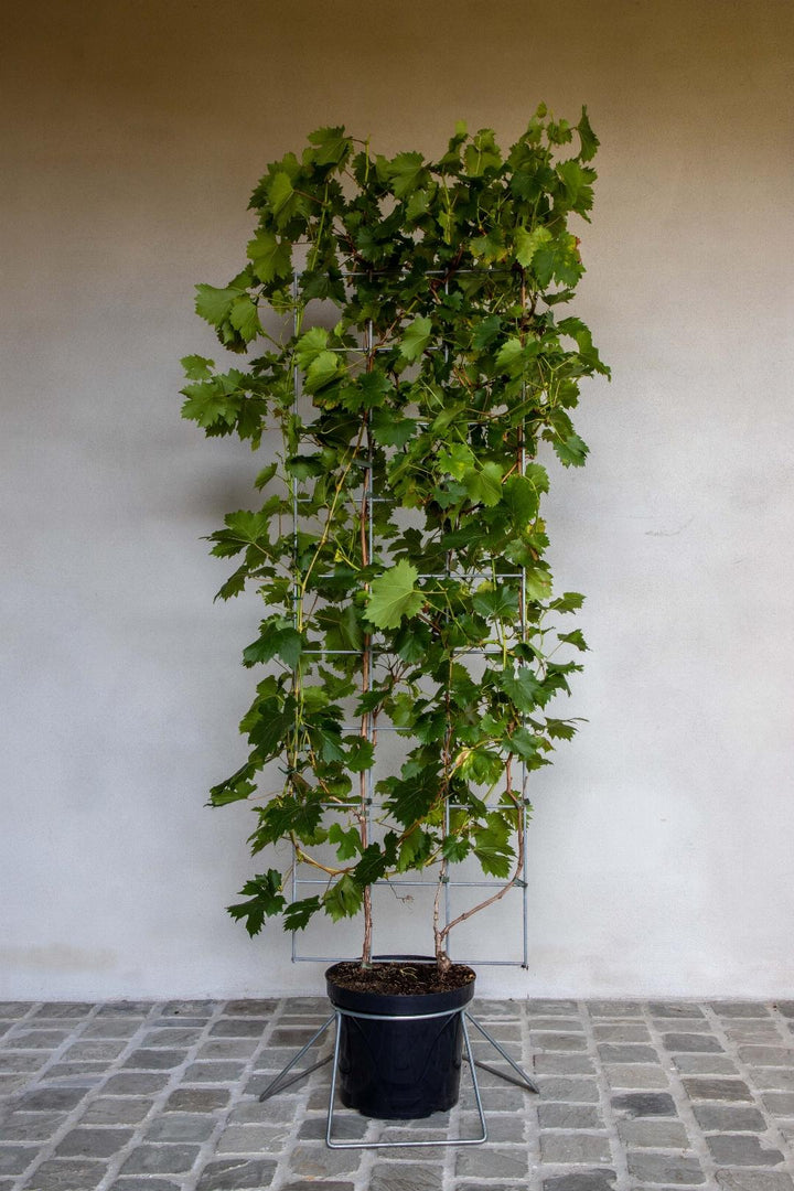 Vitis 'Vroege van der Laan' - Witte druif - Haagelement