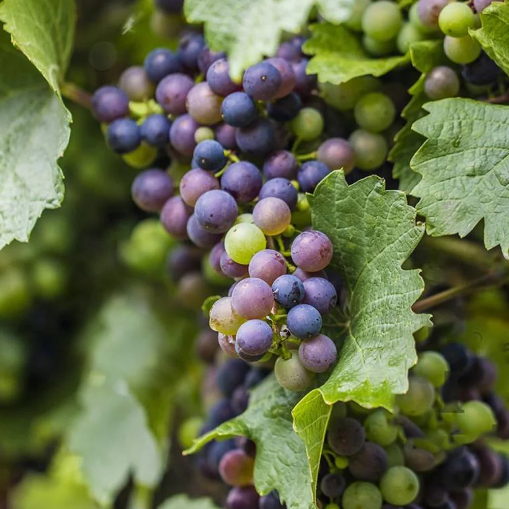 Vitis 'Boskoop Glory' - Blauwe druif - Haagelement