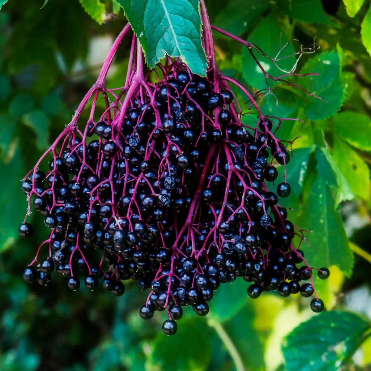 Sambucus nigra - Gewone vlier blote wortel