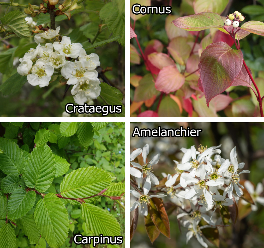 Vogelvriendelijke Haag - Haagmix in pot - Pakket voor 5 meter