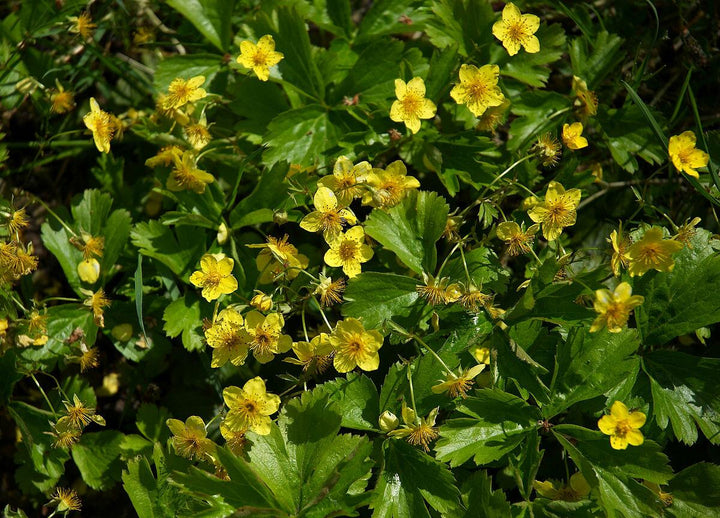 Waldsteinia ternata - Goudaardbei