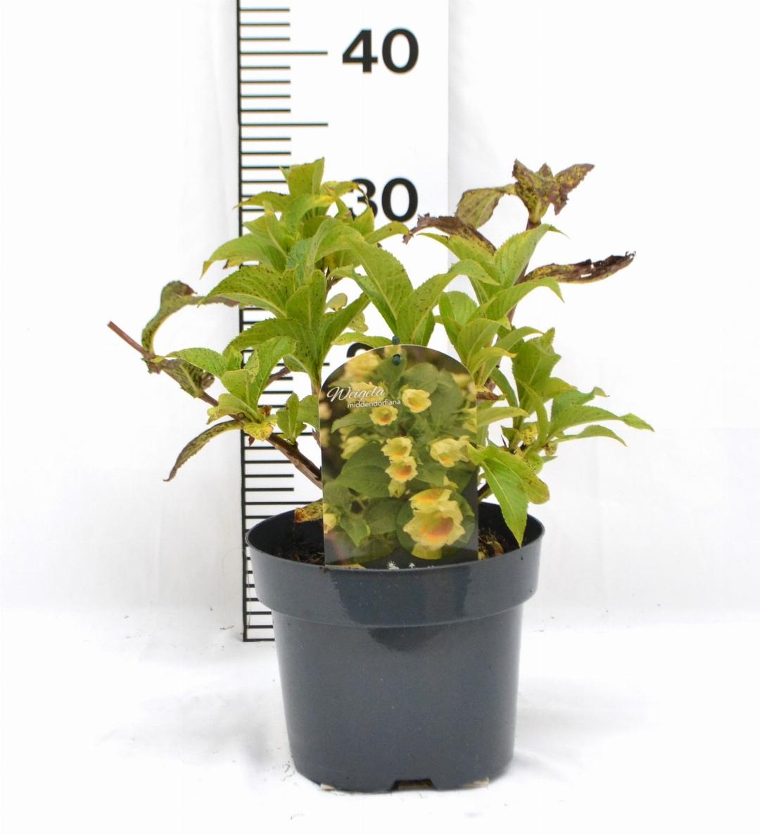 Weigela middendorffiana - Sierheester