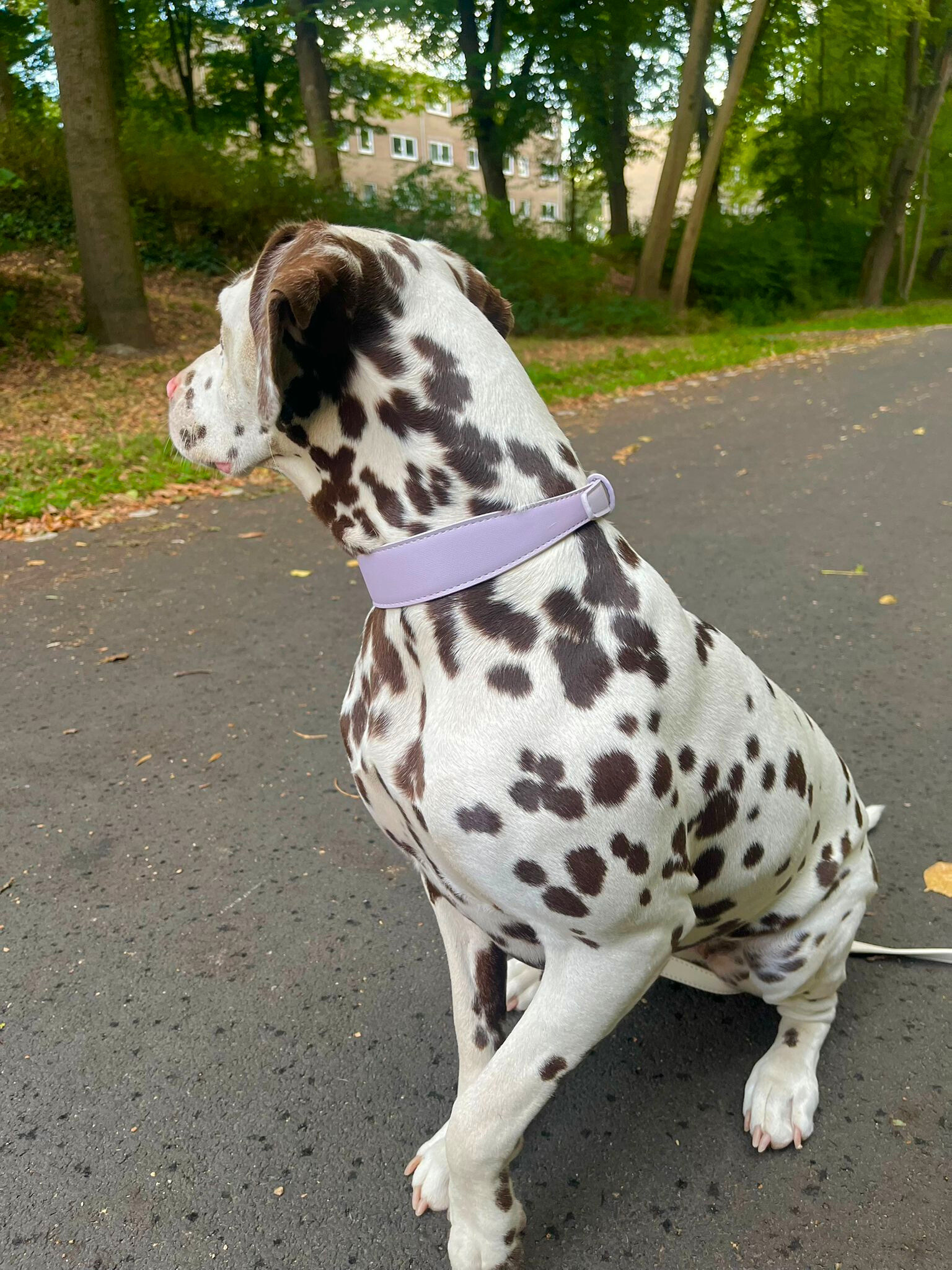 Lilac Vegan Leather Collar