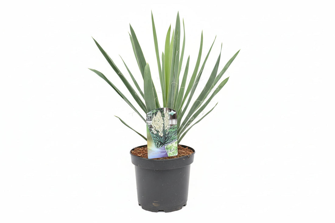 Yucca filamentosa