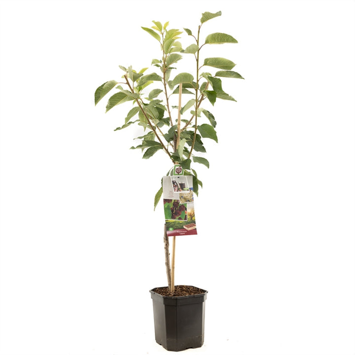 Prunus avium Regina - Zoete kers laagstam